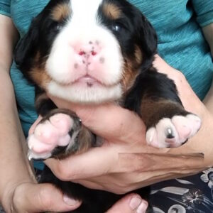 Mella Bernese Mountain Dog