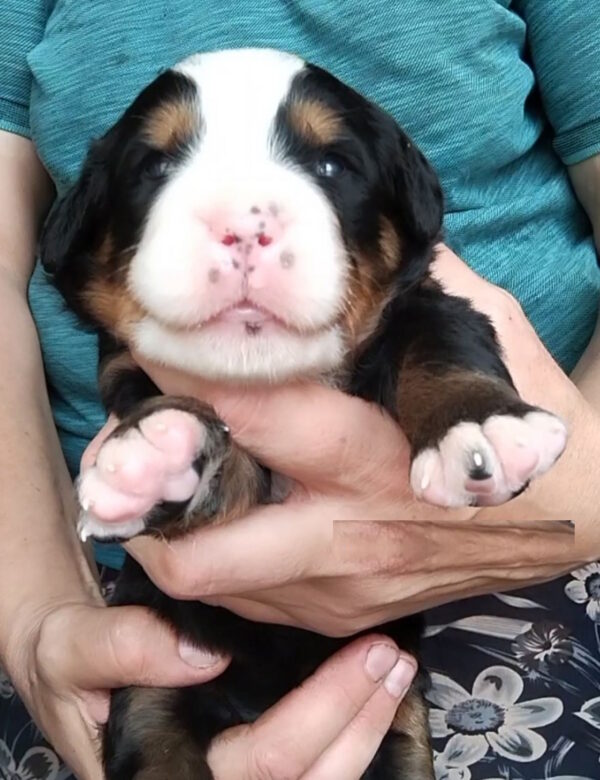 Mella Bernese Mountain Dog