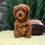 Mellow-male-Cavapoo-puppy-for-sale-1