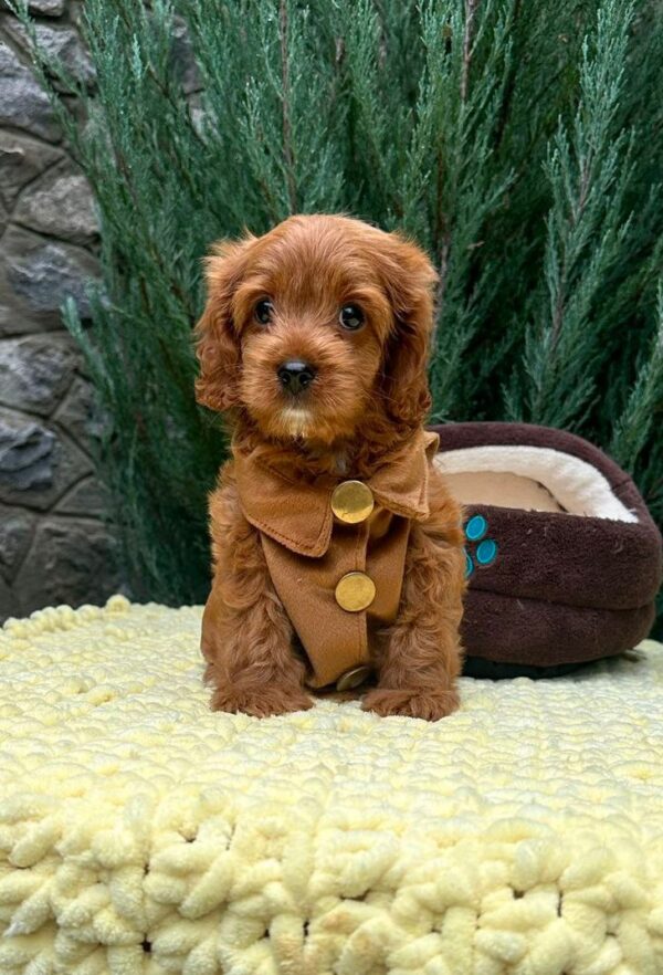 Mellow Cavapoo