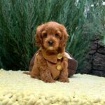 Mellow-male-Cavapoo-puppy-for-sale-2
