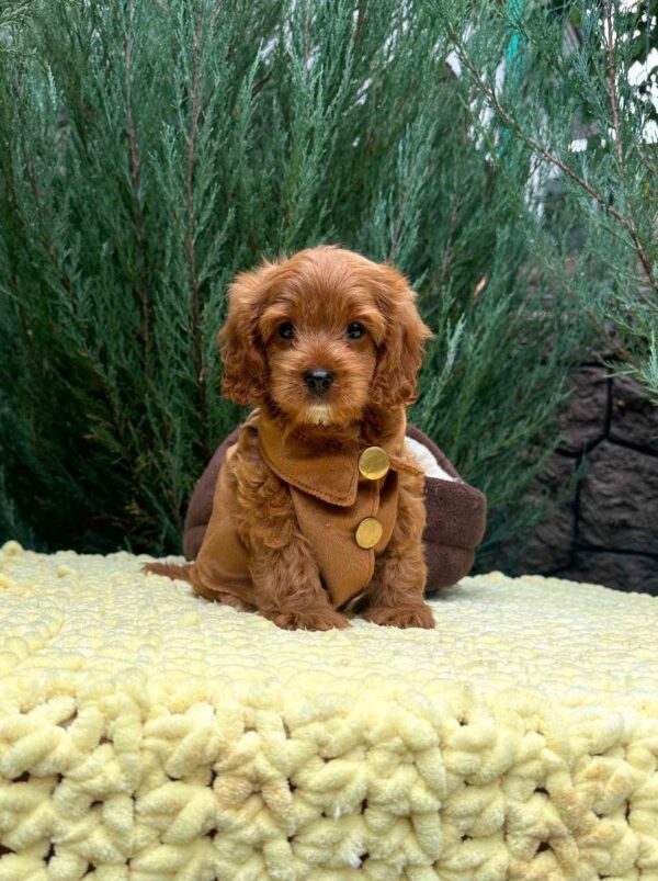 Mellow Cavapoo