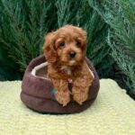 Mellow-male-Cavapoo-puppy-for-sale-3