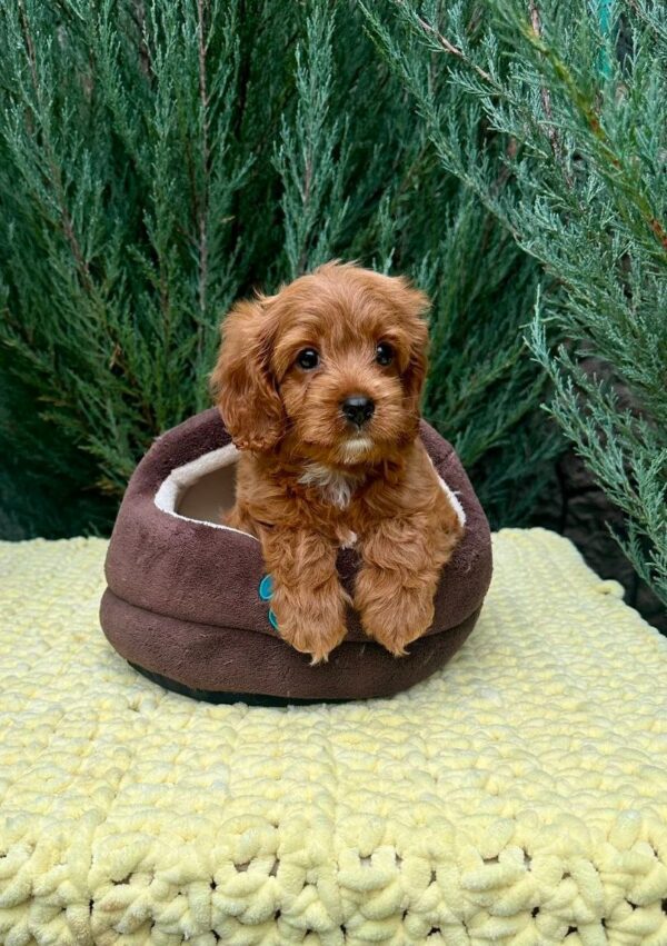 Mellow Cavapoo