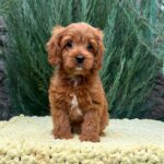 Luisa Cavapoo