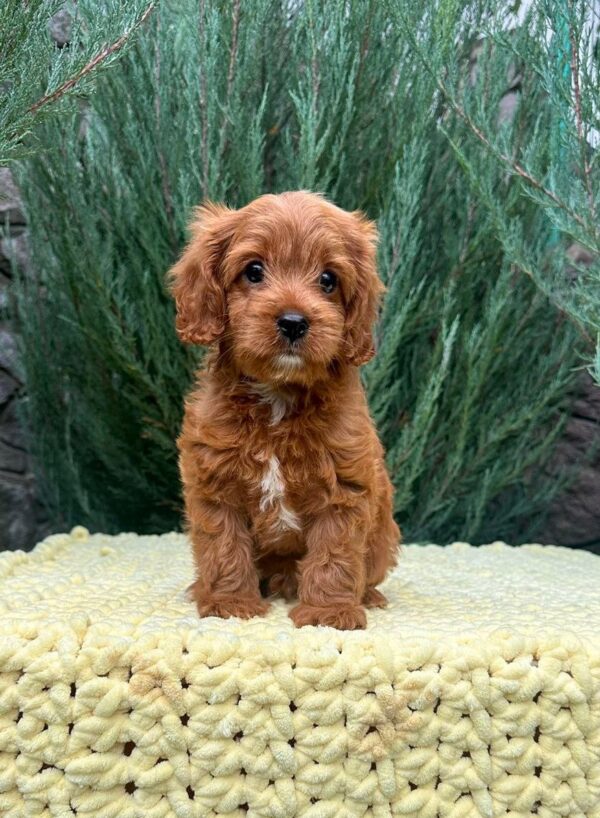 Mellow Cavapoo