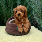 Mellow-male-Cavapoo-puppy-for-sale-5