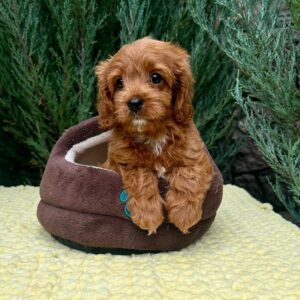 Mellow Cavapoo