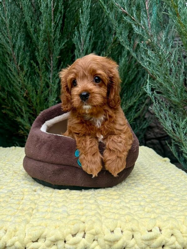 Mellow Cavapoo
