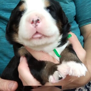 Mem Bernese Mountain Dog