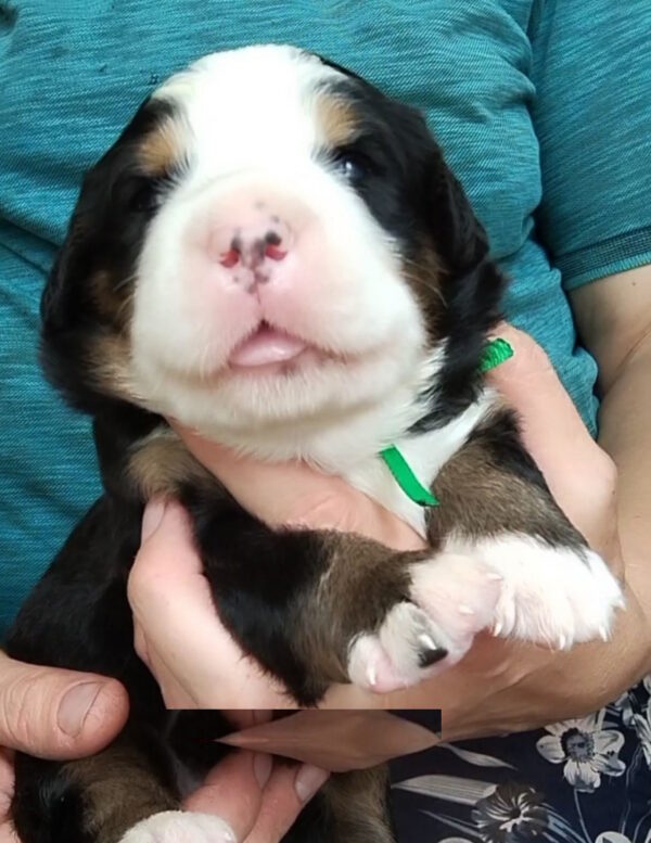 Mem Bernese Mountain Dog