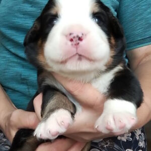 Merlin Bernese Mountain Dog