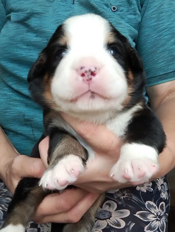 Merlin Bernese Mountain Dog