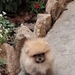Mica-female-Pomeranian puppy-for-sale-1