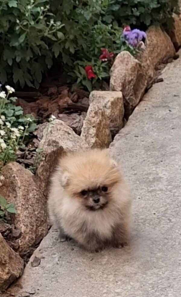 Mica Pomeranian