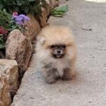 Natta Pomeranian
