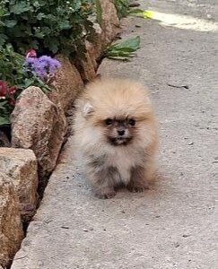 Mica Pomeranian