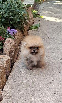 Mica Pomeranian