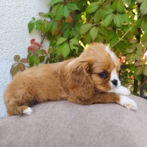 Mikey Cavalier King Charles Spaniel