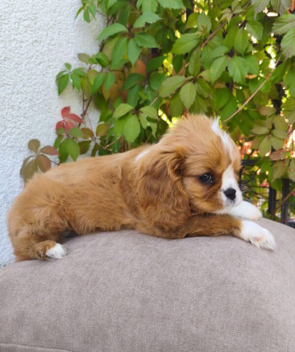 Mikey Cavalier King Charles Spaniel