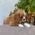 Mikey-male-Cavalier-King-Charles-Spaniel-puppy-for-sale-1 (2)