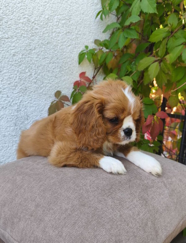 Mikey Cavalier King Charles Spaniel