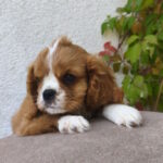 Mikey-male-Cavalier-King-Charles-Spaniel-puppy-for-sale-1 (3)