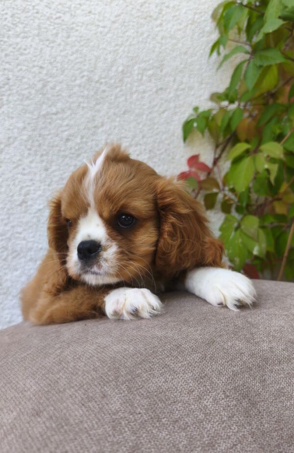 Mikey Cavalier King Charles Spaniel