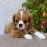 Mikey-male-Cavalier-King-Charles-Spaniel-puppy-for-sale-1 (4)