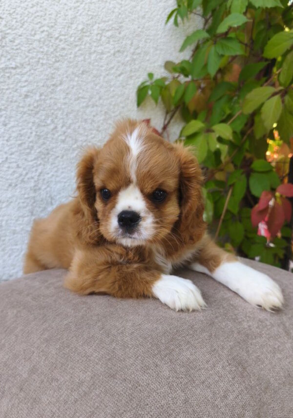 Mikey Cavalier King Charles Spaniel