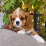 Mikey-male-Cavalier-King-Charles-Spaniel-puppy-for-sale-1 (5)