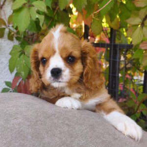 Mikey Cavalier King Charles Spaniel