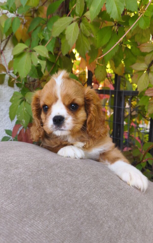 Mikey Cavalier King Charles Spaniel