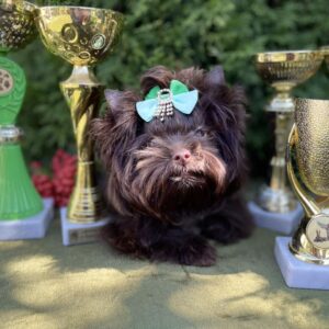 Milla Yorkshire Terrier
