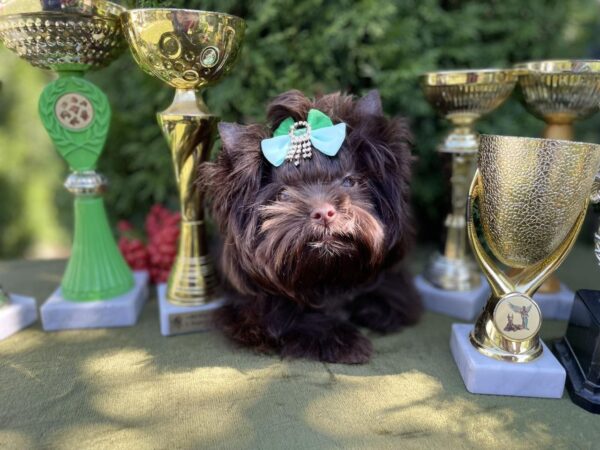 Milla Yorkshire Terrier
