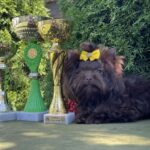Milla-female-Yorkshire-Terrier-puppy-for-sale-2