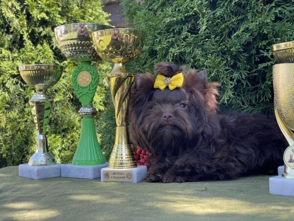 Milla Yorkshire Terrier