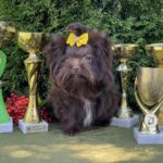 Milla-female-Yorkshire-Terrier-puppy-for-sale-3