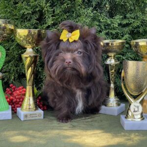 Milla Yorkshire Terrier