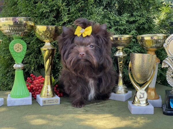 Milla Yorkshire Terrier