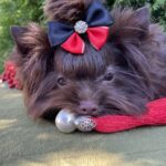 Milla-female-Yorkshire-Terrier-puppy-for-sale-4