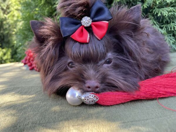 Milla Yorkshire Terrier