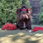 Milla-female-Yorkshire-Terrier-puppy-for-sale-5