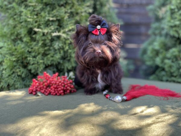 Milla Yorkshire Terrier
