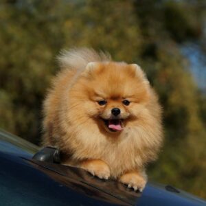 Milos Pomeranian