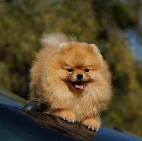 Milos Pomeranian