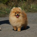 Milos-male-Pomeranian puppy-for-sale-2