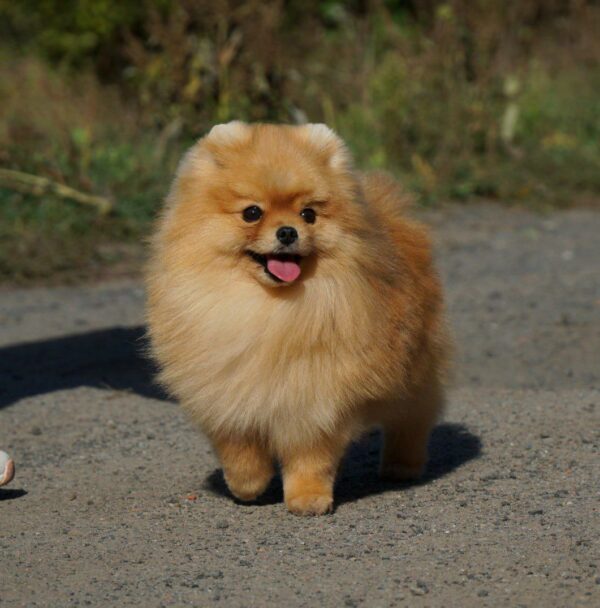 Milos Pomeranian