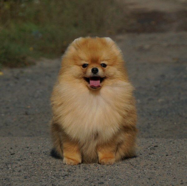 Milos Pomeranian