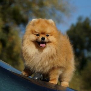 Milos Pomeranian